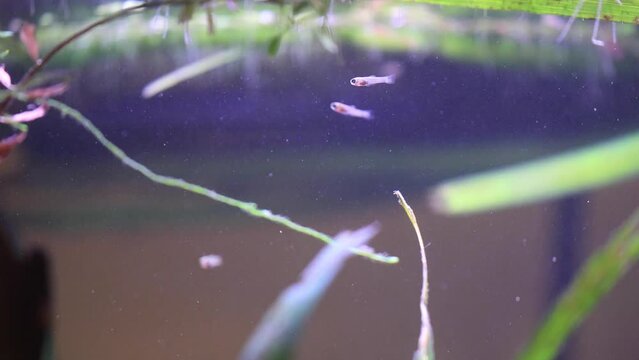 Newborn Baby Fish in Aquarium, Freshwater Aquarium With Baby Fish in Clear Blue Tank, Baby Neon Swordtails
