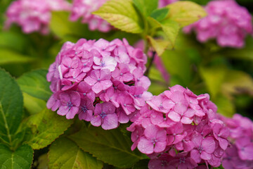 梅雨の時期_紫陽花