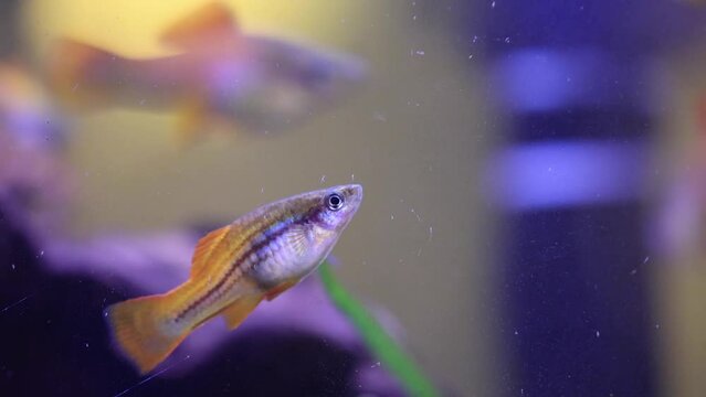 Close up of Aquarium Fish, Neon Swordtails, Fish in Clear Blue Aquarium, Orange Fish