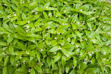 Fototapeta na wymiar garden texture, leaves and flowers