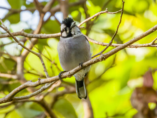 White-eared Monarch in Queensland Australia
