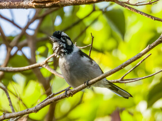 White-eared Monarch in Queensland Australia