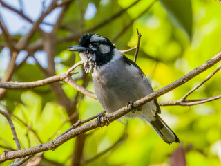 White-eared Monarch in Queensland Australia