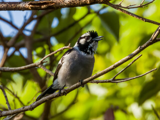 White-eared Monarch in Queensland Australia