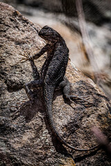 small lizard warming on the rocks in the afternoon