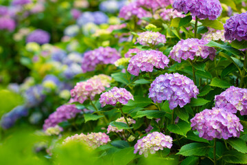 Purple Hydrangea flowers in the garden