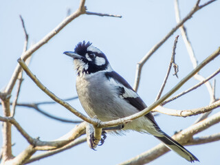 White-eared Monarch in Queensland Australia