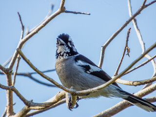White-eared Monarch in Queensland Australia
