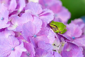 green frog on a hydrangea	