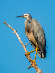 White-faced Heron in Queensland Australia