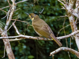 Yellow-spotted Honeyeater in Australia