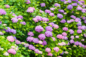 Purple Hydrangea flowers in the garden