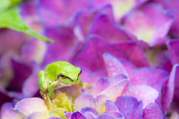 green frog on a hydrangea	