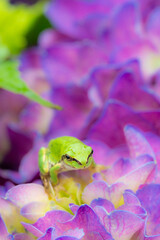 green frog on a hydrangea	