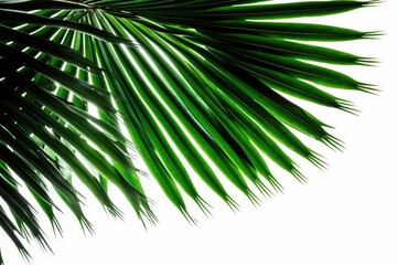 Obraz premium detailed close up of a vibrant green palm leaf