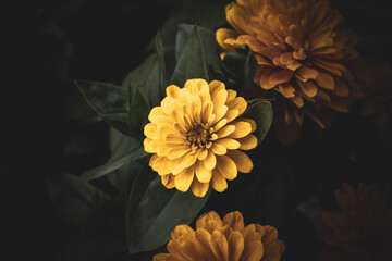 yellow chrysanthemum flower
