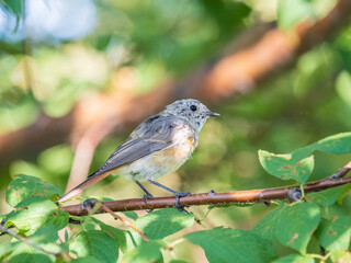 The common redstart, Phoenicurus phoenicurus, young bird, is photographed in close-up sitting on a branch against a blurred background.