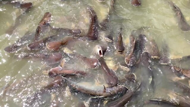 Many pangasius are waiting to be fed