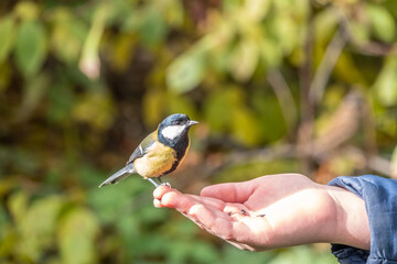 A tit sits on a man's hand and eats seeds.