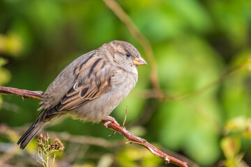 Sparrow sitting on a green branch in autumn. Sparrow with playful poise on branch in autumn or summer