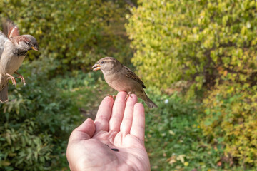 Sparrow eats seeds from a man's hand