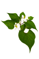 ドクダミ　Houttuynia cordata