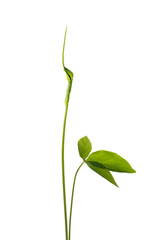 カラスビシャク　Pinellia ternata