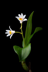 Fototapeta premium オサラン Eria reptans