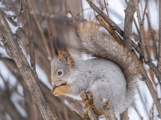 The squirrel with nut sits on tree in the winter or late autumn