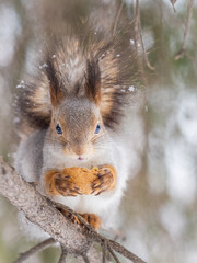 Fototapeta premium The squirrel with nut sits on tree in the winter or late autumn