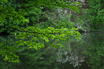 green leaves over a pond