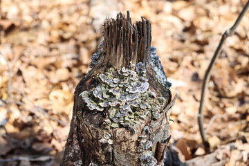 Fototapeta na wymiar stump in forest
