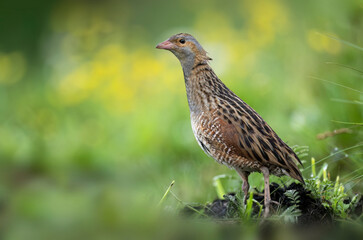 Corn crake bird ( Crex crex )