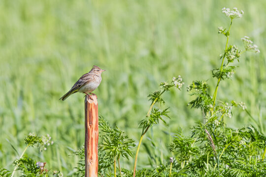 Feldlerche (Alauda arvensis) auf dem Ritziger Feld, Goms, Wallis, Schweiz