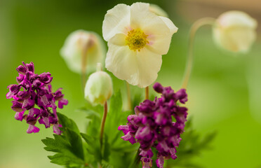 Obraz premium Bouquet of flowers from anemone and anacamptis laxiflora orchids on a green background