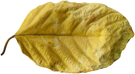 Dry leaves naturally.