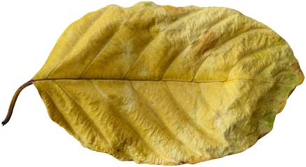 Dry leaves naturally.