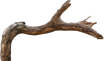 Dry branch tree naturally.