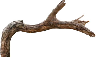 Fototapete Rund Bäume Dry branch tree naturally.  © Ammak