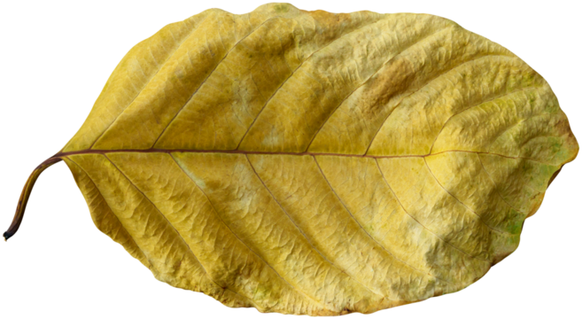 Dry leaves naturally.