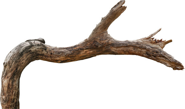 Dry branch tree naturally.