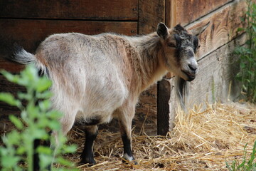 goat on farm, Fort Edmonton Park, Edmonton, Alberta