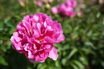 八重の芍薬の儚さ