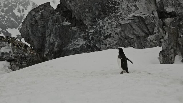 Following a penguin who is walking up a hill to reach his colony during freezing winter