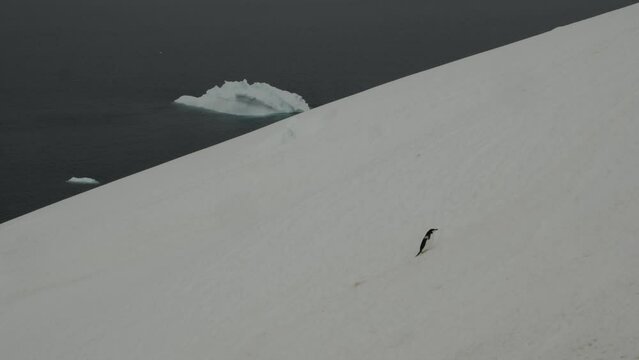 Penguin walking along in snow, hard to go uphill with water and iceberg in background