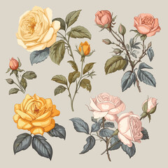 Vintage rose flowers floral pastel