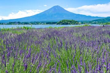 山梨県河口湖と湖畔のラベンダー畑と富士山