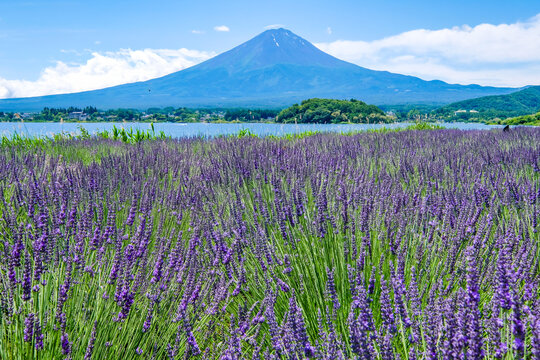 山梨県河口湖と湖畔のラベンダー畑と富士山