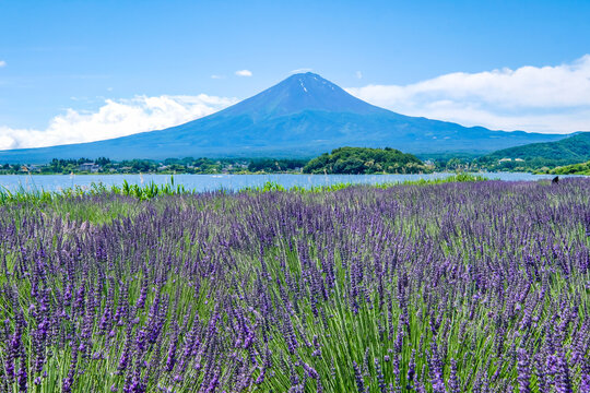 山梨県河口湖と湖畔のラベンダー畑と富士山