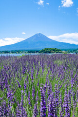 山梨県河口湖と湖畔のラベンダー畑と富士山